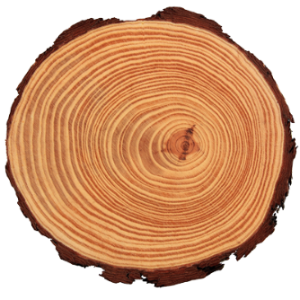 cedar