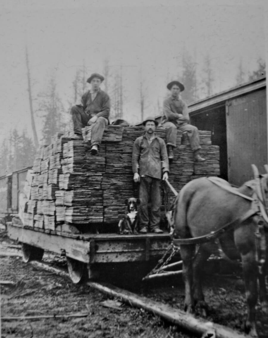 A horse pulls shingle bundles circa 1890